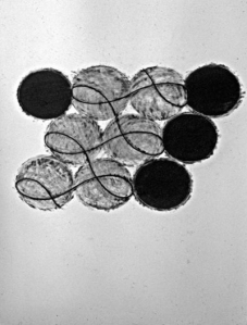 “Spiral”, 50”x38”, chalk/paper, 1992.